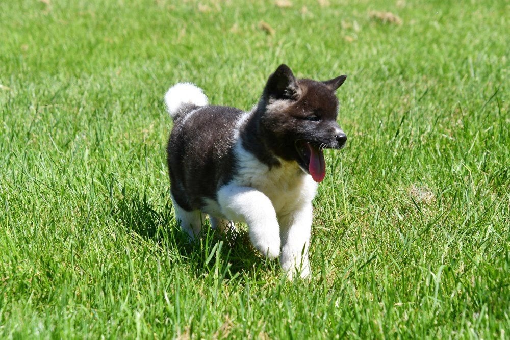 Amerikaanse Akita pups te koop, België, 8 tot 15 weken, Parvo, Eén hond