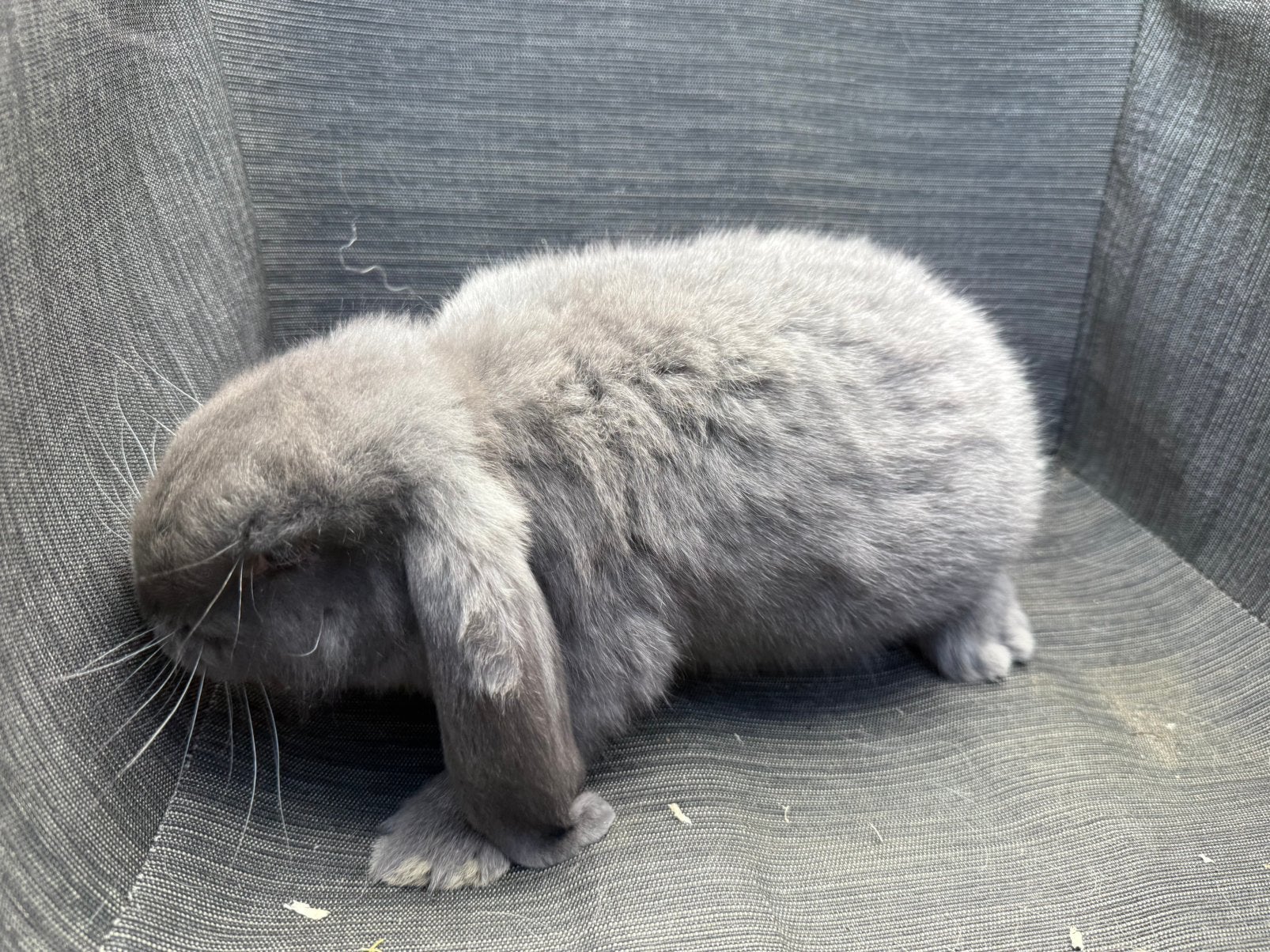 Franse hangoor voedster, Dieren en Toebehoren, Konijnen, Vrouwelijk, Groot, Hangoor, 0 tot 2 jaar