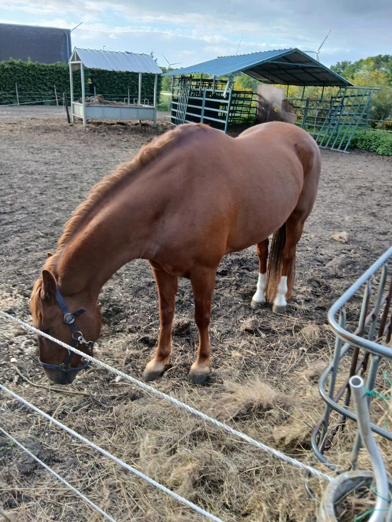 Pony ruin, Hongre