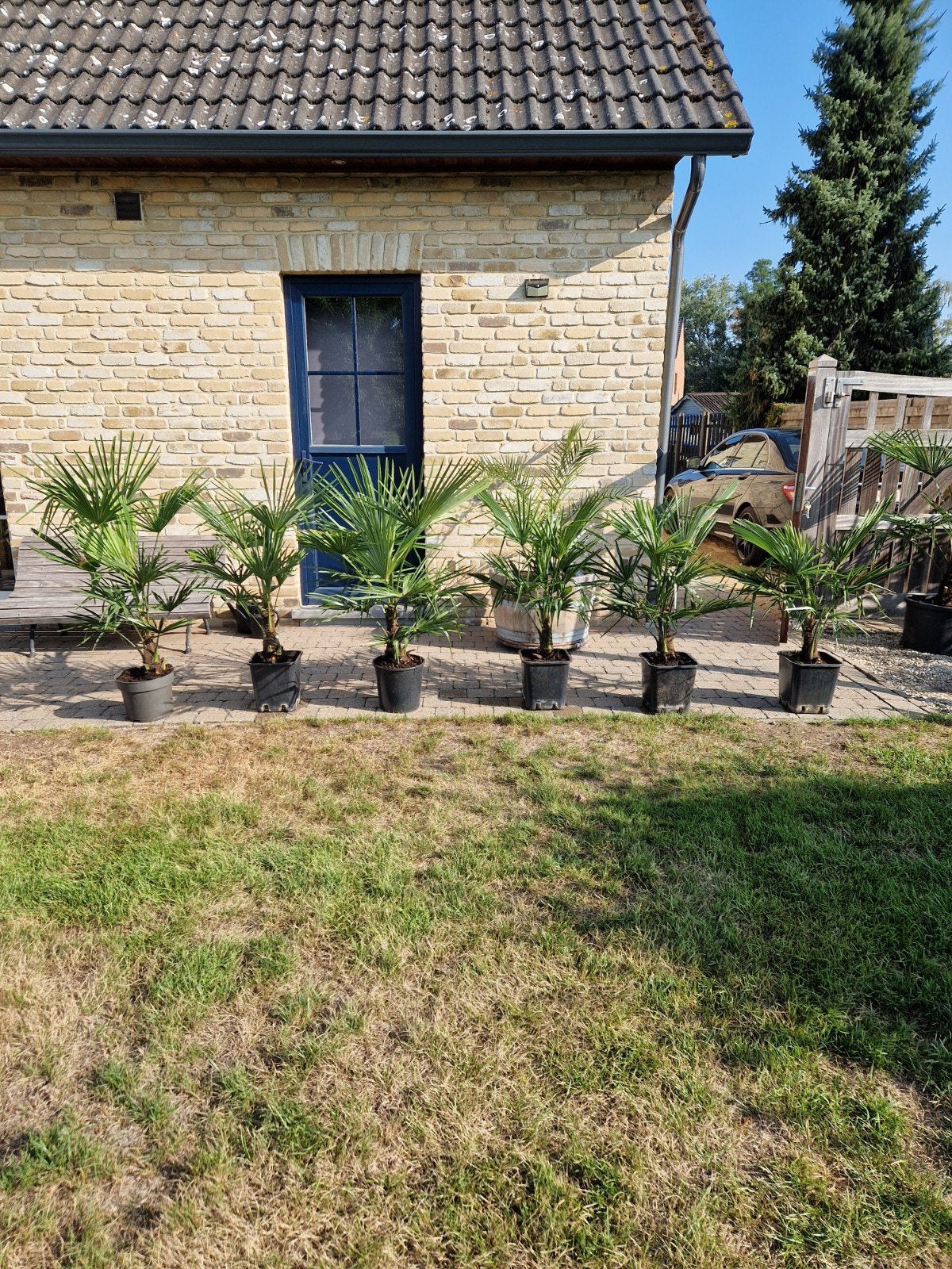 Trachycarpus winterharde palm eigen kweek 15€ uit te kiezen, Tuin en Terras, Ophalen