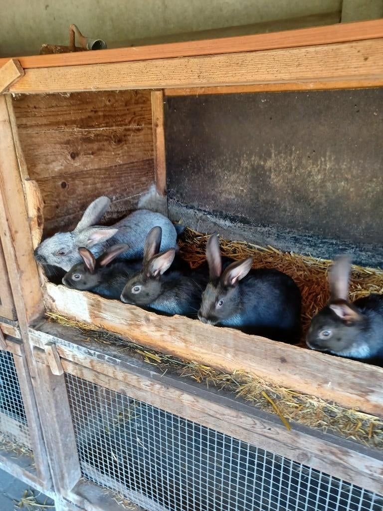 Raszuivere Belgisch zilver konijntjes., Dieren en Toebehoren, Middelgroot, 0 tot 2 jaar