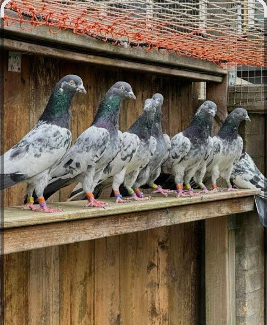 Différents types de produits haut de gamme à vendre, Animaux & Accessoires, Oiseaux | Pigeons