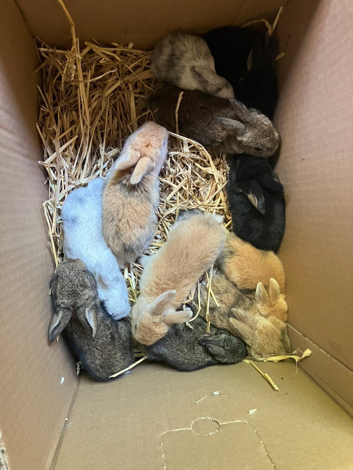 Dwergkonijnen van  2 weken oud, Juni, Meerdere dieren, Overige typen, Tam