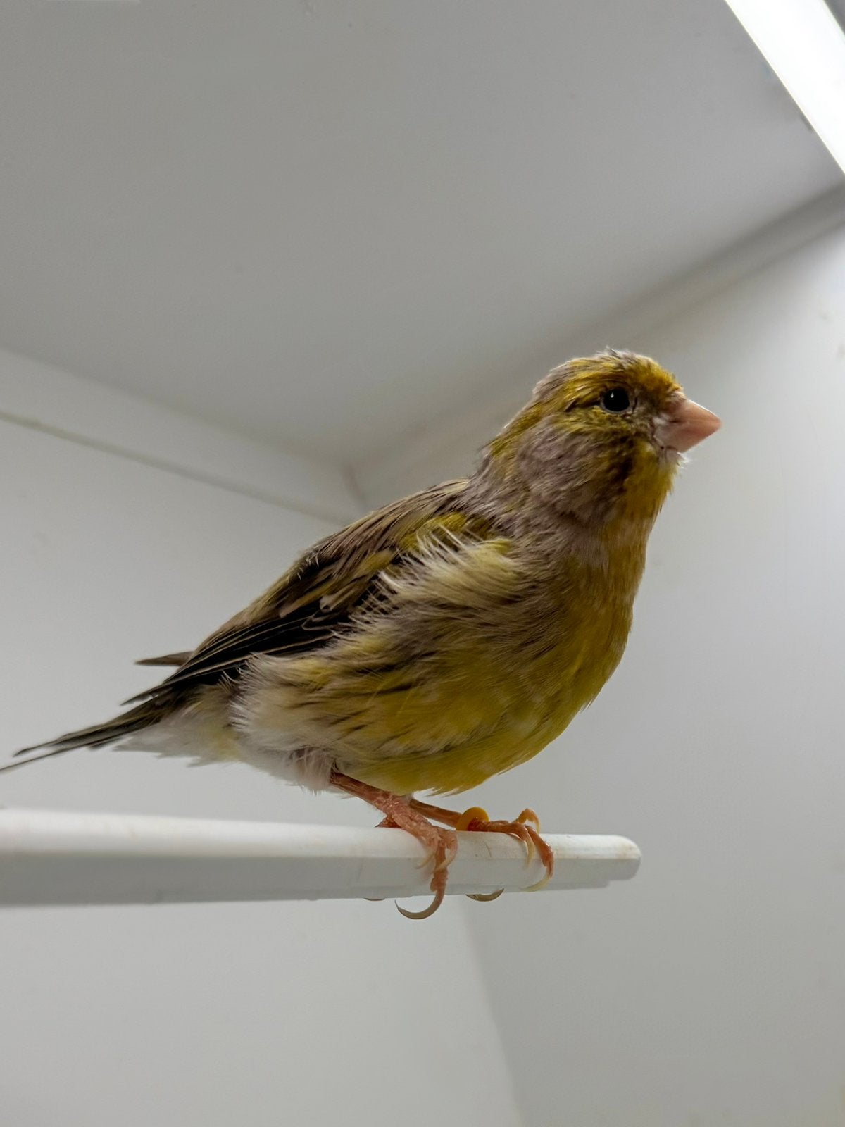 Kanaries te koop, Dieren en Toebehoren