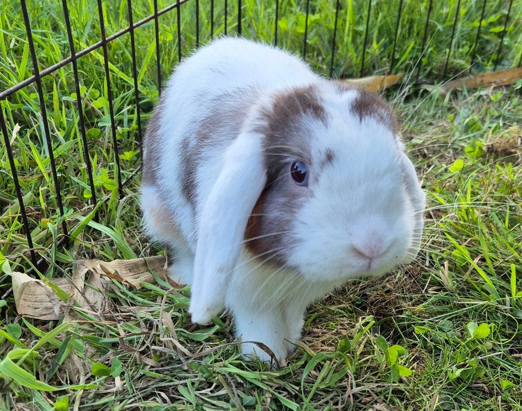 Minilop Ram, Dieren en Toebehoren, Konijnen, Mannelijk, Klein, Hangoor, 0 tot 2 jaar