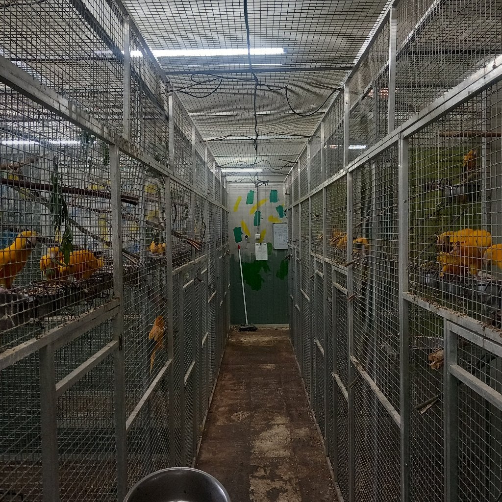 goudparkieten te koop of ruilen, Meerdere dieren, Papegaai, Tam