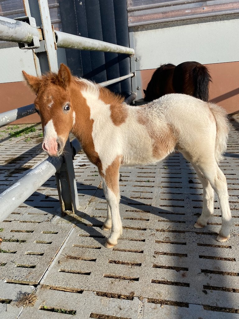 Pony, Dieren en Toebehoren, Niet van toepassing, 0 tot 2 jaar, Hengst, A pony (tot 1.17m)