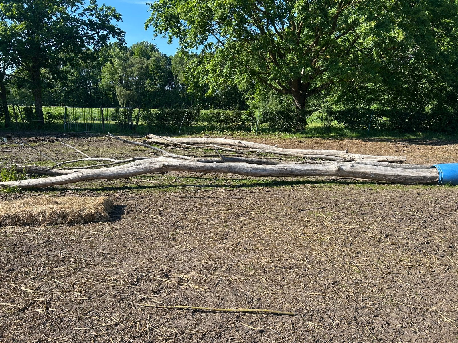 Accacia op stam, Ophalen
