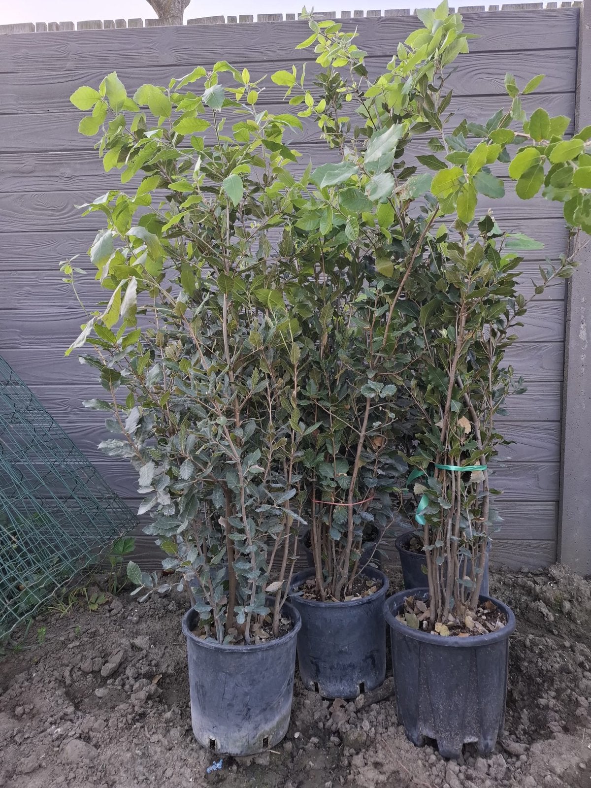 Quercus ilex maat 100/125, Enlèvement