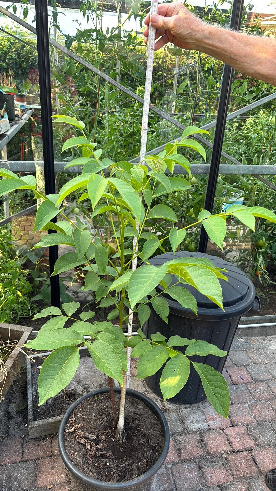 Noyer, Jardin & Terrasse, Plantes | Arbres fruitiers, Enlèvement, Noyer