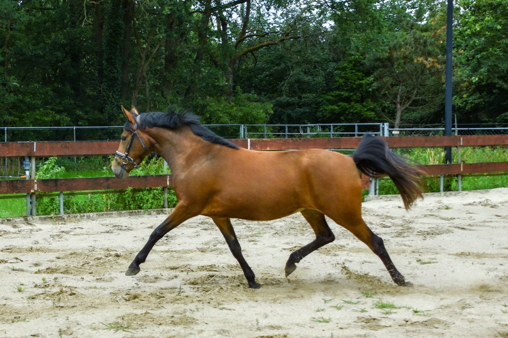 Super brave 3 jarige D-pony merrie allrounder dressuurpony, Dressuurpony, 3 tot 6 jaar, Onbeleerd, D pony (1.37m tot 1.48m)