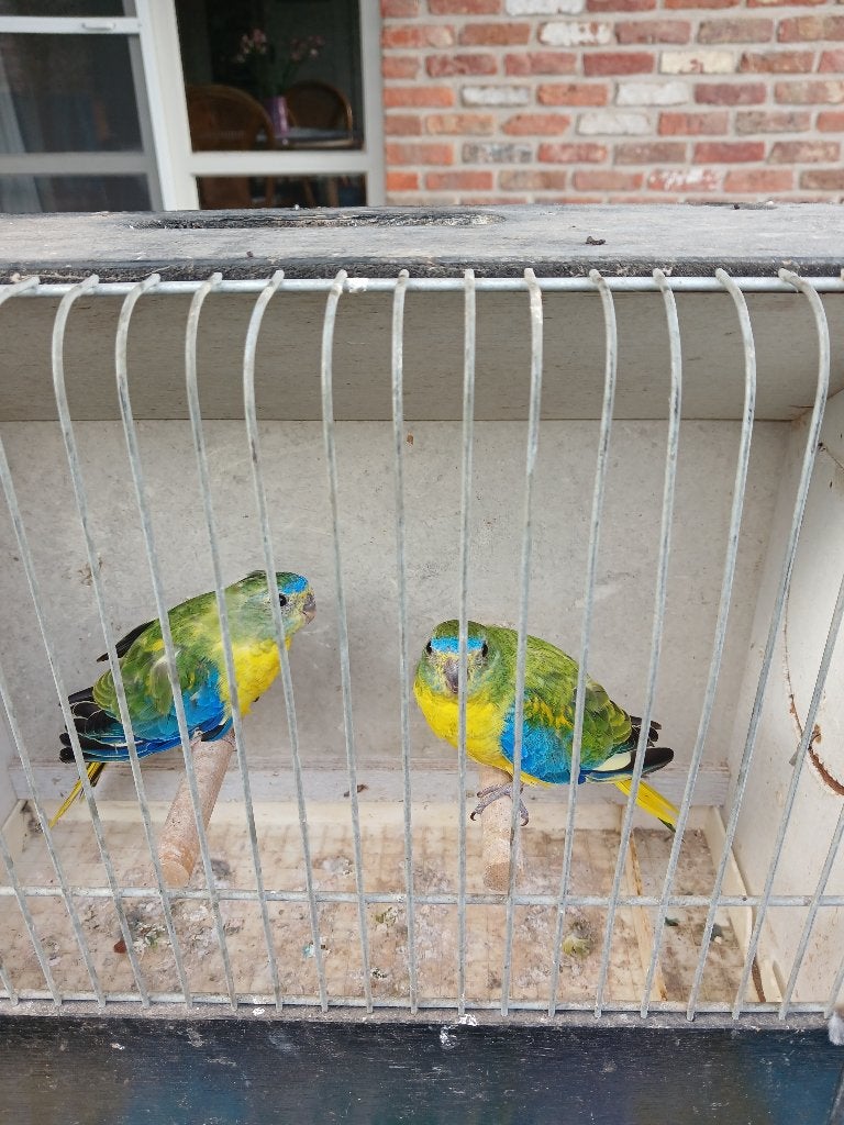 Parkieten, Geringd