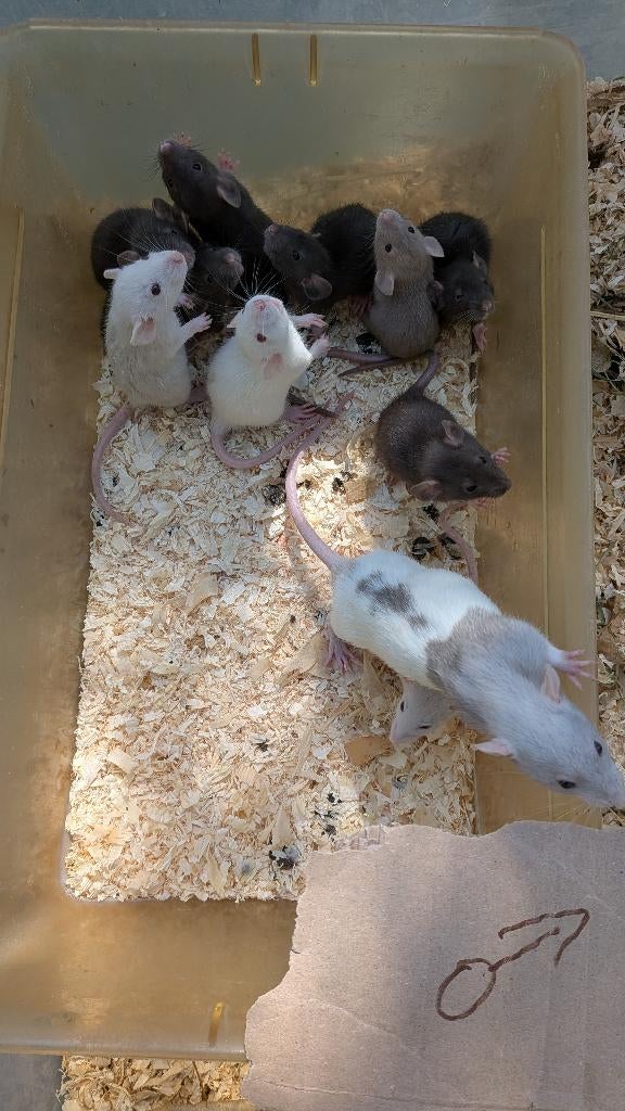 Dombo ratten, Dieren en Toebehoren, Knaagdieren, Rat, Maart, Meerdere dieren, Tam