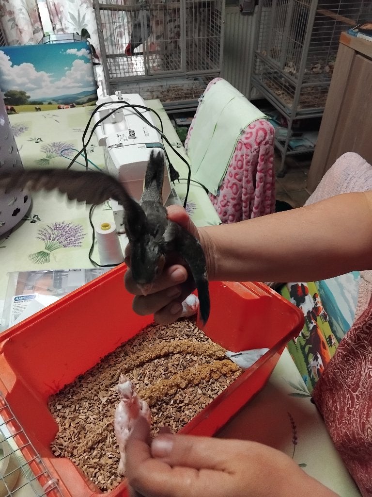 Bébé calopsitte, Animaux & Accessoires, Sexe inconnu, Perruche, Domestique
