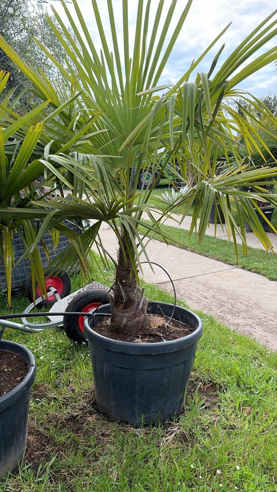 ‼️palmbomen trachycarpus fortunei aan stuntprijzen‼️, Ophalen