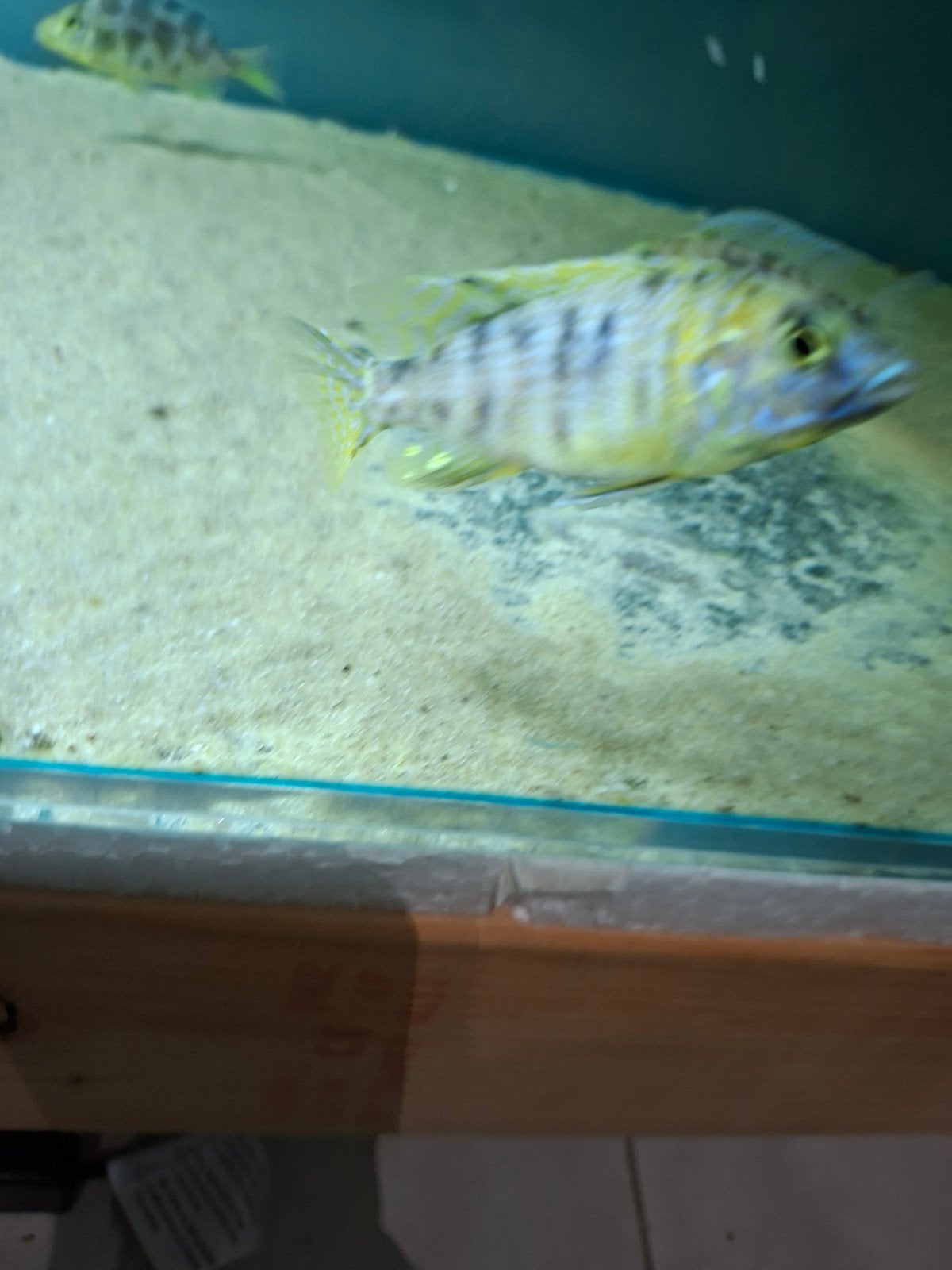cichlides malawi aulonocara ob couple trio, Animaux & Accessoires