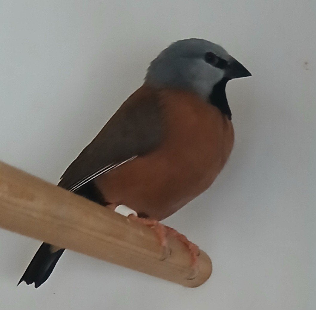 Gordelgrasvinken koppel (2024), Dieren en Toebehoren, Meerdere dieren, Tropenvogel, Geringd
