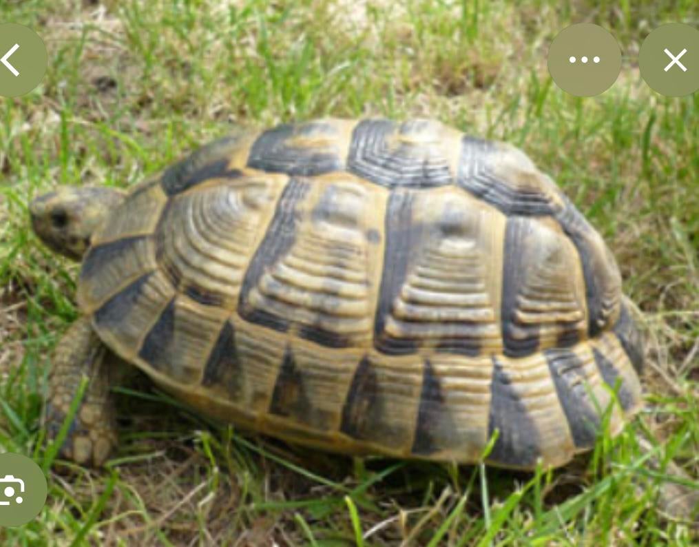 Recherche tortue femelle, Tortue