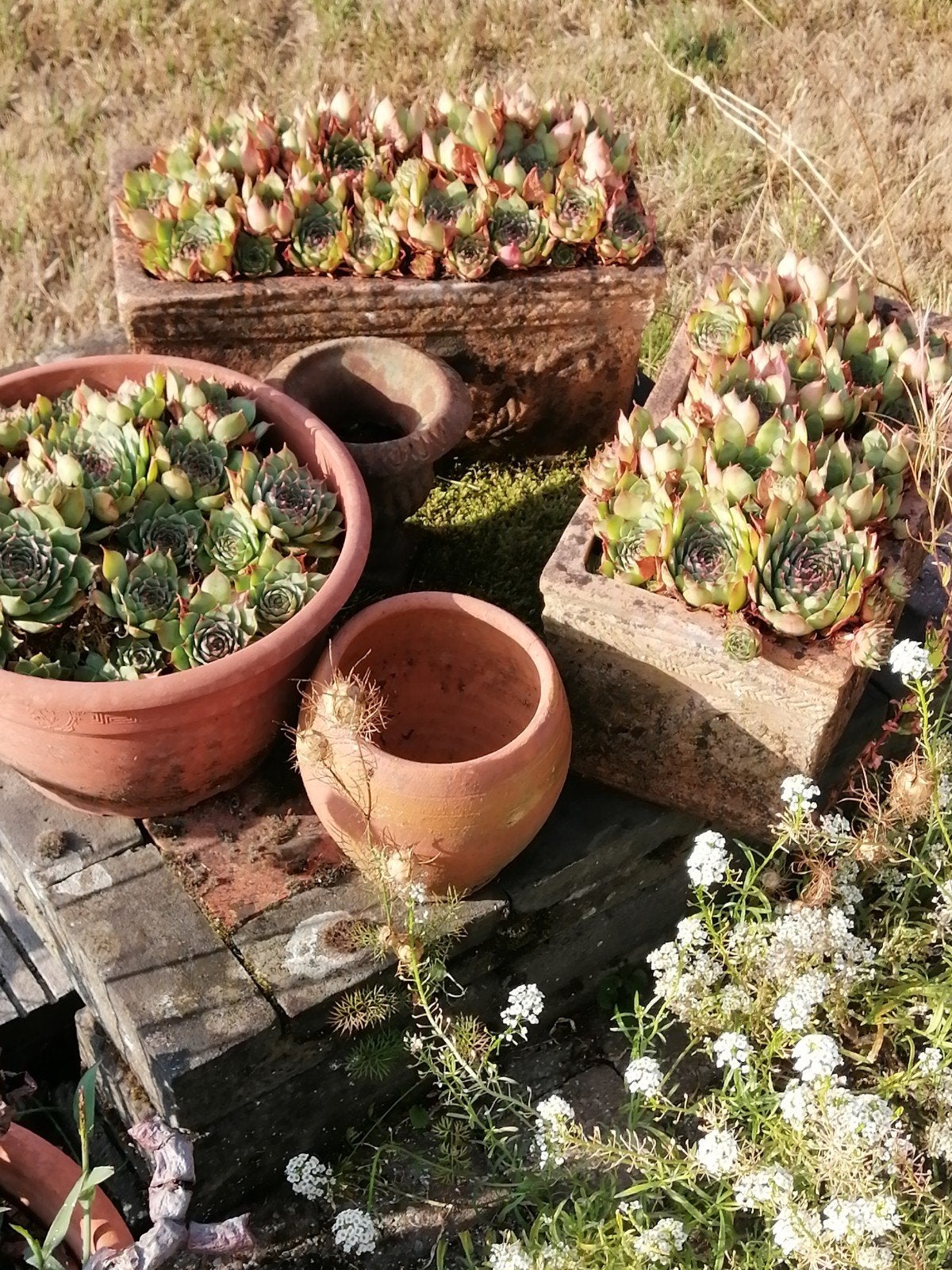 3 grote bloempotten met vetplanten, Tuin en Terras, Ophalen