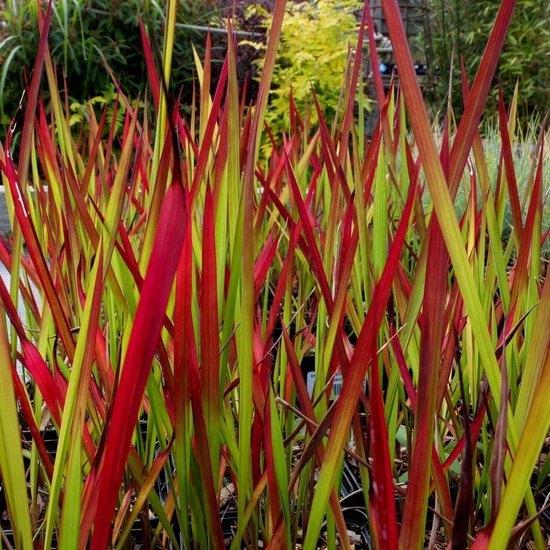JAPANS BLOEDGRAS - prachtig siergras voor tuin, Tuin en Terras, Planten | Tuinplanten, Volle zon, Vaste plant, Zomer, Ophalen