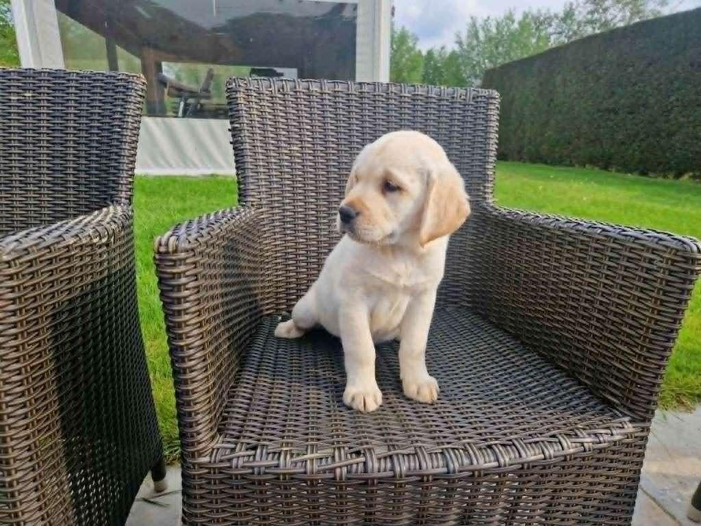labrador pups beige, Dieren en Toebehoren, Honden | Retrievers, Spaniëls en Waterhonden, Parvo, België, 8 tot 15 weken, Labrador retriever