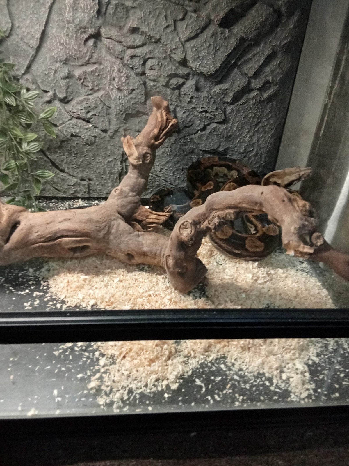 Boa constrictor + terrarium et tapis chauffant, Serpent, Avec terrarium, 3 à 6 ans
