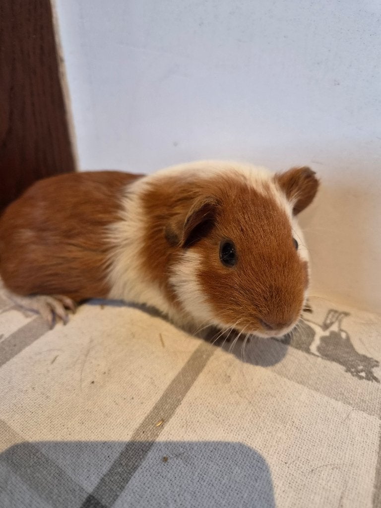 Cavia, Août, Domestique, Cobaye, Femelle