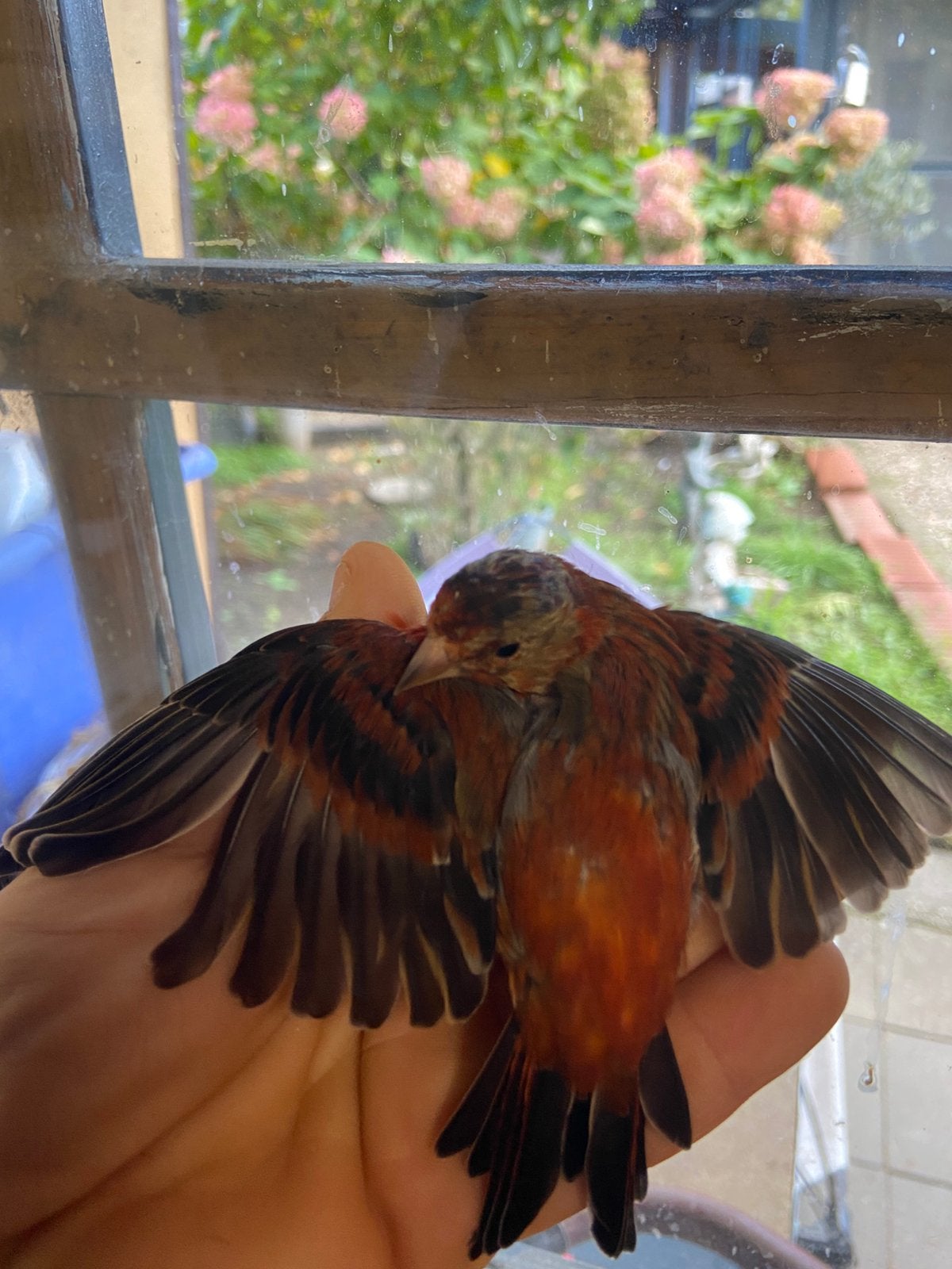 Kruising 2026, Dieren en Toebehoren, Mannelijk, Wildzangvogel, Geringd