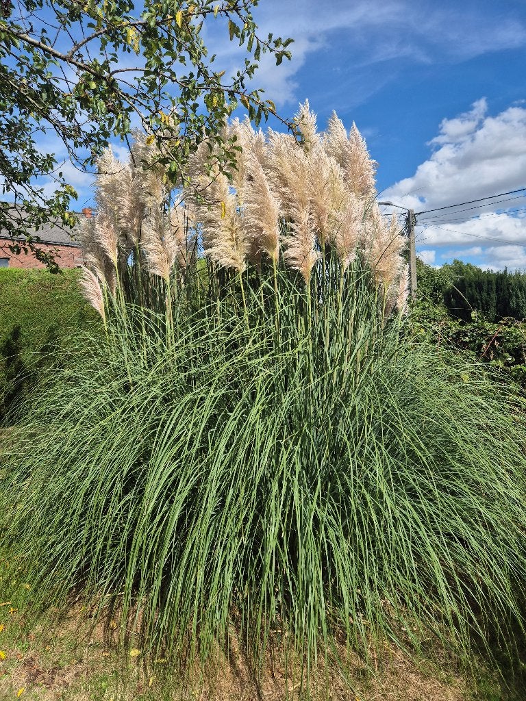 Herbe de la pampa, Jardin & Terrasse, Enlèvement, Annuelle