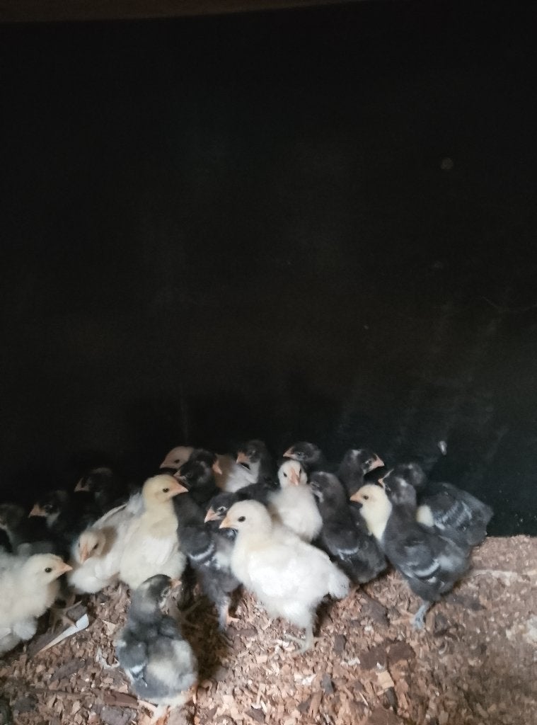 Kuikens Mechelse koekoek en Poule de Bresse, Dieren en Toebehoren, Pluimvee