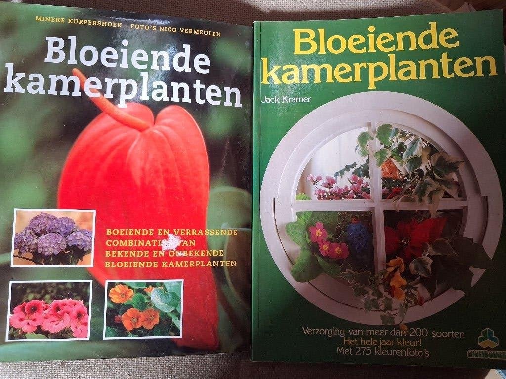BLOEIENDE KAMERPLANTEN, Ophalen of Verzenden, Kamerplanten
