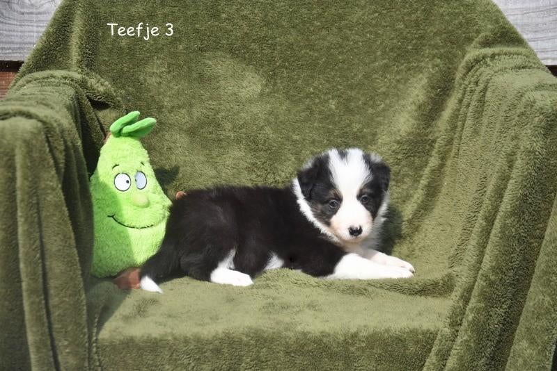 Prachtige Border Collie pupjes, Dieren en Toebehoren, Honden | Herdershonden en Veedrijvers, Parvo, België, 8 tot 15 weken, Collie