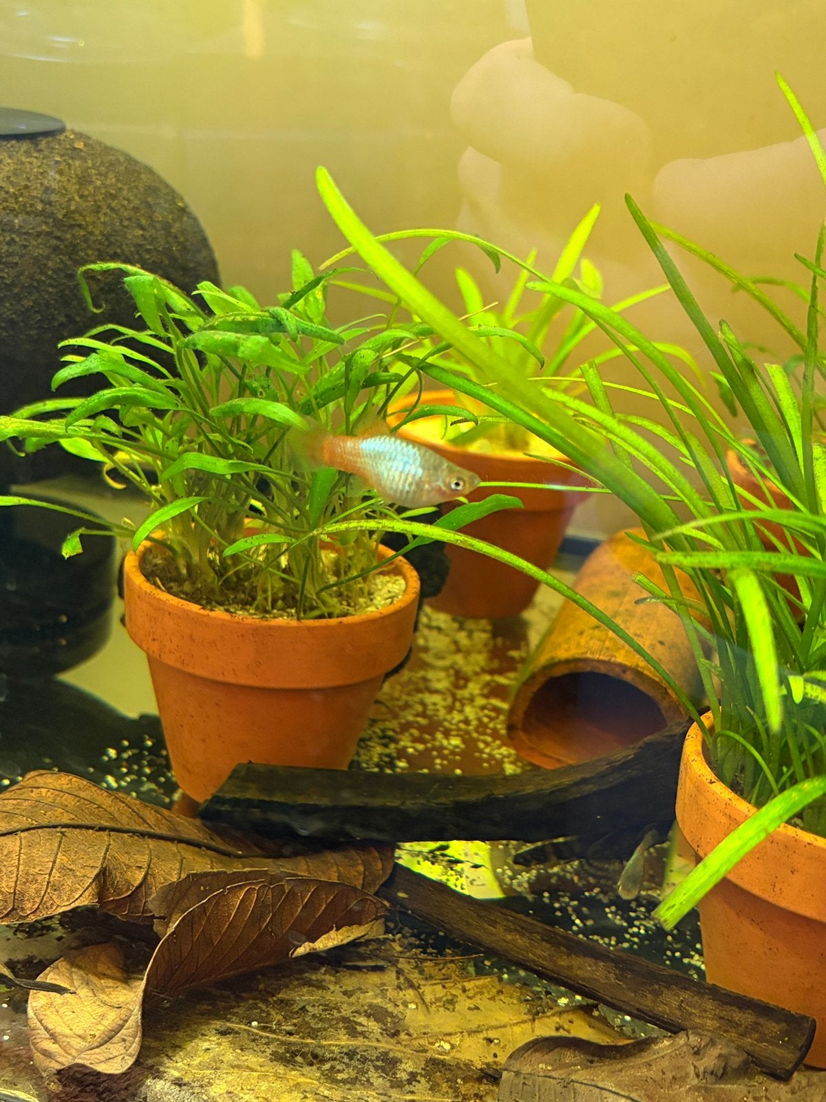 Blauw tuxedo en roodstaart platy, Vis, Zoetwatervis