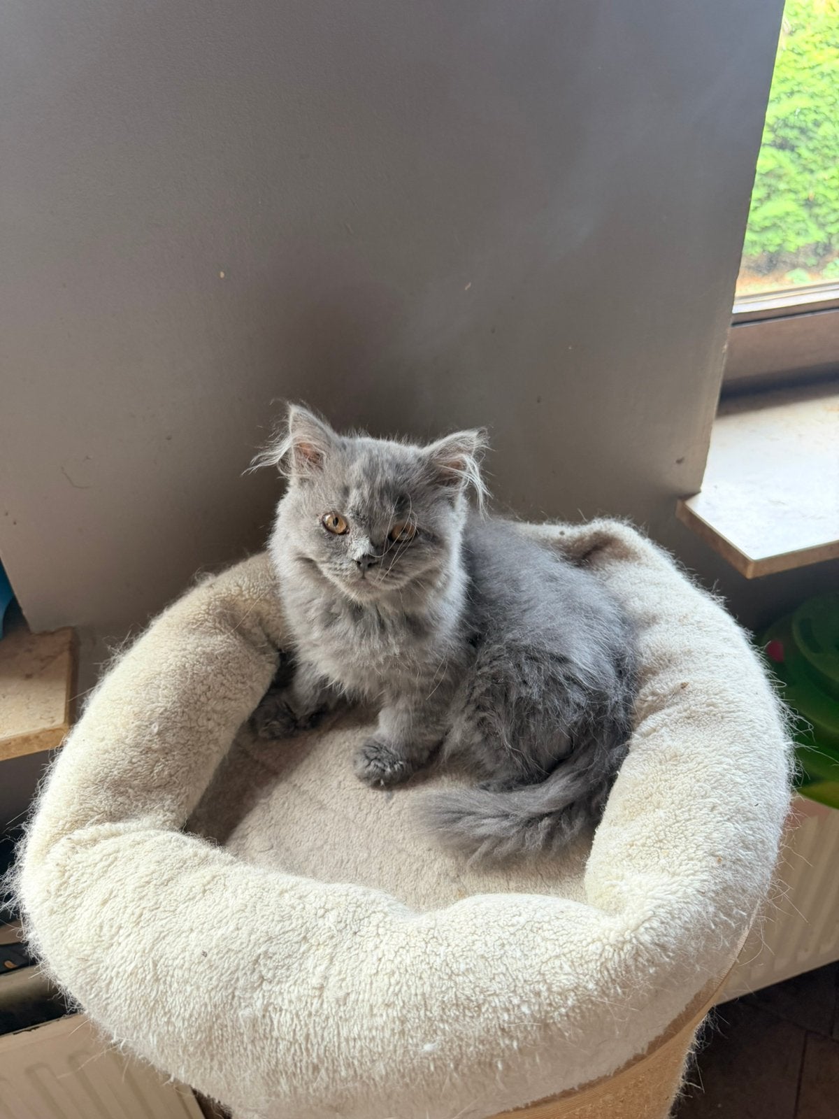 Brits langhaar, Kater, Gechipt, 0 tot 2 jaar