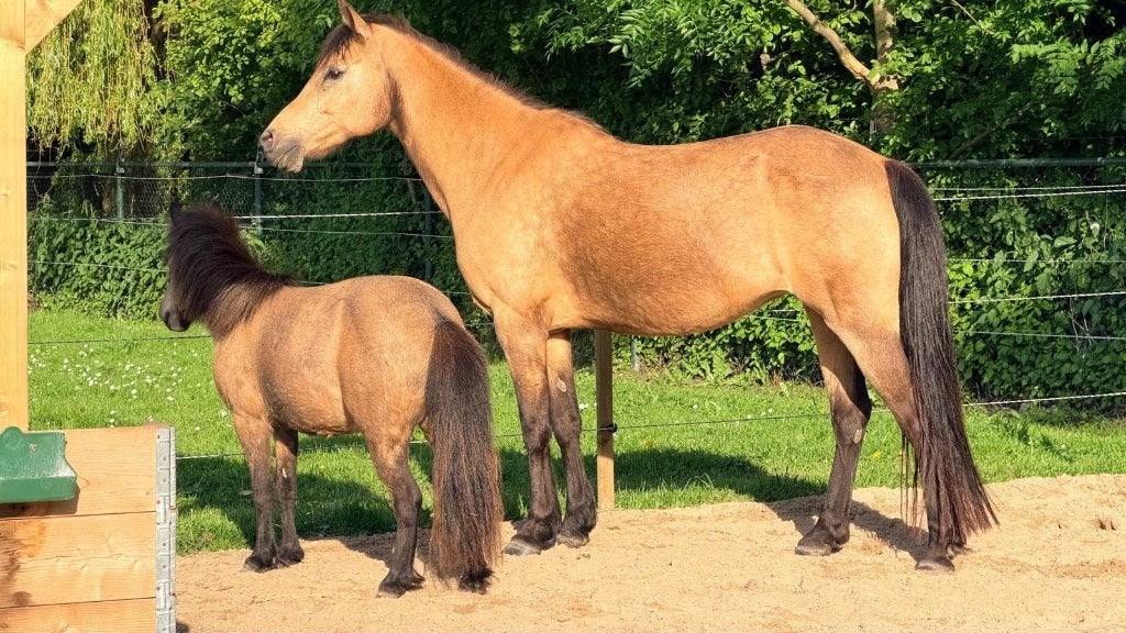 D/E pony en Mini Shet te koop, Dieren en Toebehoren, Pony's, Niet van toepassing, 11 jaar of ouder, Recreatiepony, D pony (1.37m tot 1.48m)