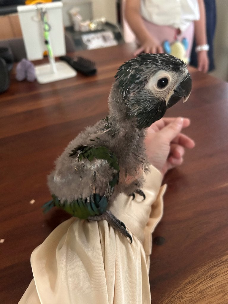 Super tamme baby geelnek ara ! 5weken, Dieren en Toebehoren, Vogels | Parkieten en Papegaaien, Geslacht onbekend, Papegaai, Pratend