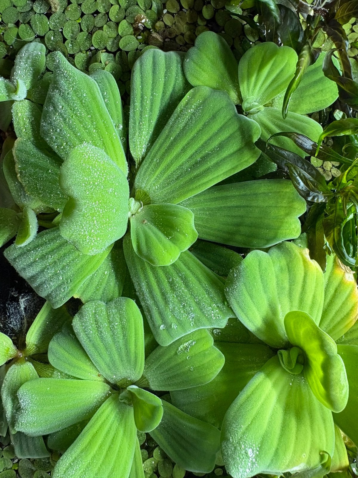 Aquarium drijfplanten, Dieren en Toebehoren, Ophalen