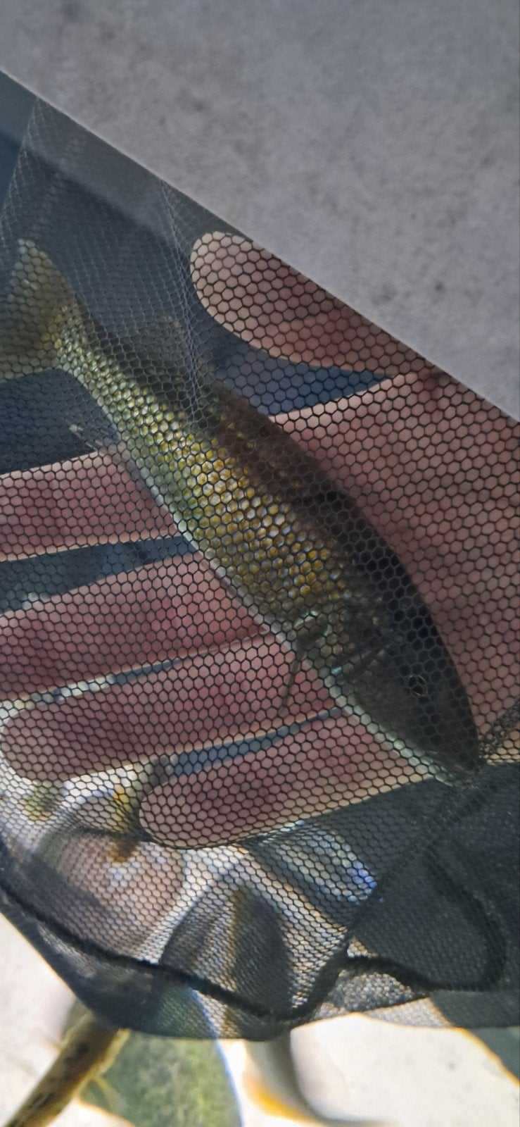 Champsochromis caeruleus, Dieren en Toebehoren