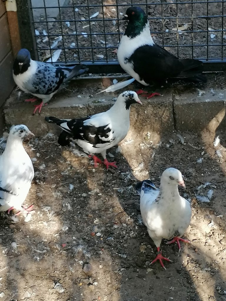 Jonge duiven-vleesduiven, Dieren en Toebehoren, Pluimvee, Meerdere dieren, Overige soorten