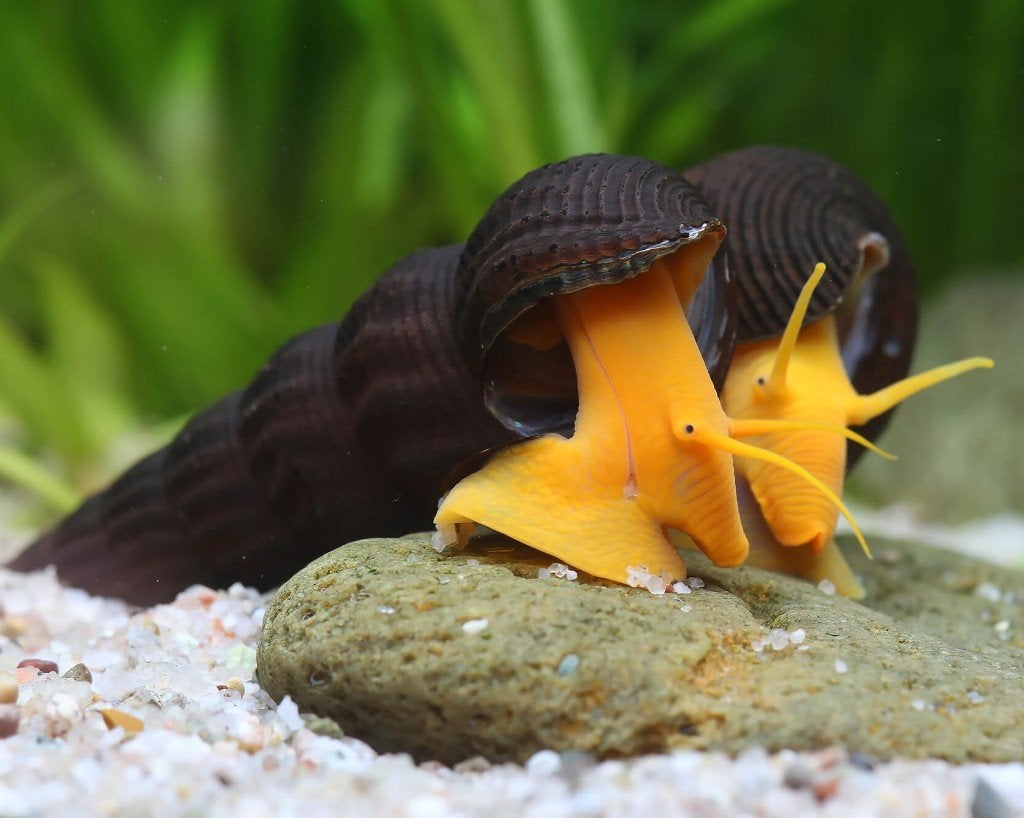Tylomelania orange slakjes