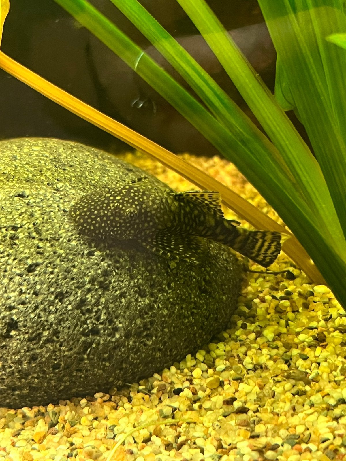 Ancistrus, Vis, Zoetwatervis
