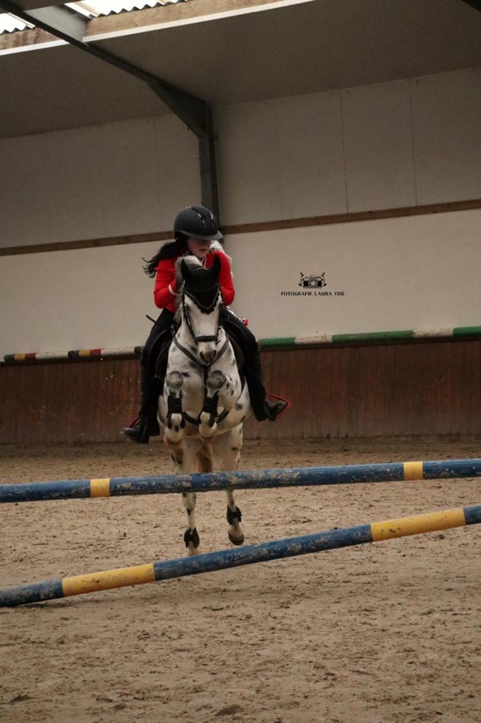 Sportwelsh pony met stamboom, Dieren en Toebehoren, Paarden, Springpaard, Minder dan 160 cm, Met stamboom, Ruin