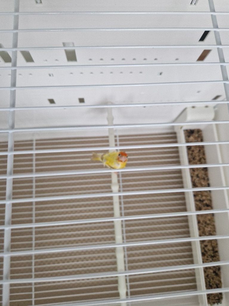 Chardonneret femelles élégant satine jaune petite  2025, Animaux & Accessoires, Femelle, Domestique