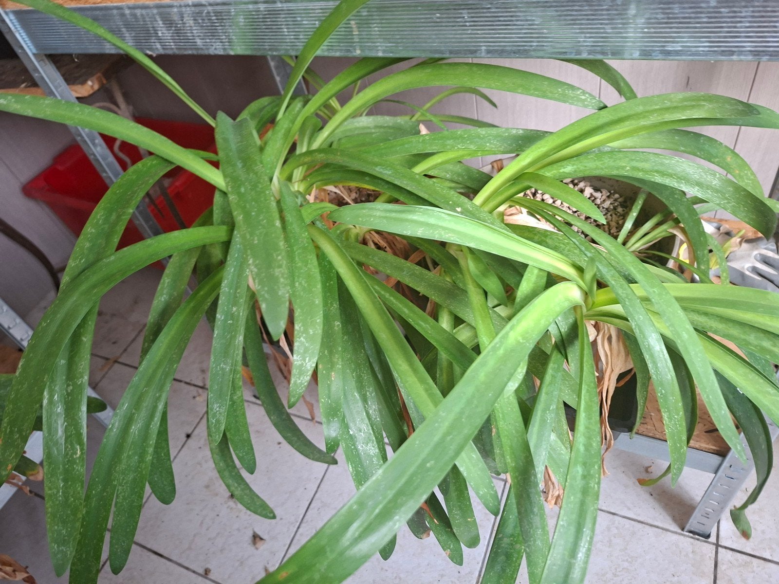 8x agapanthus zonder pot, Tuin en Terras, Ophalen