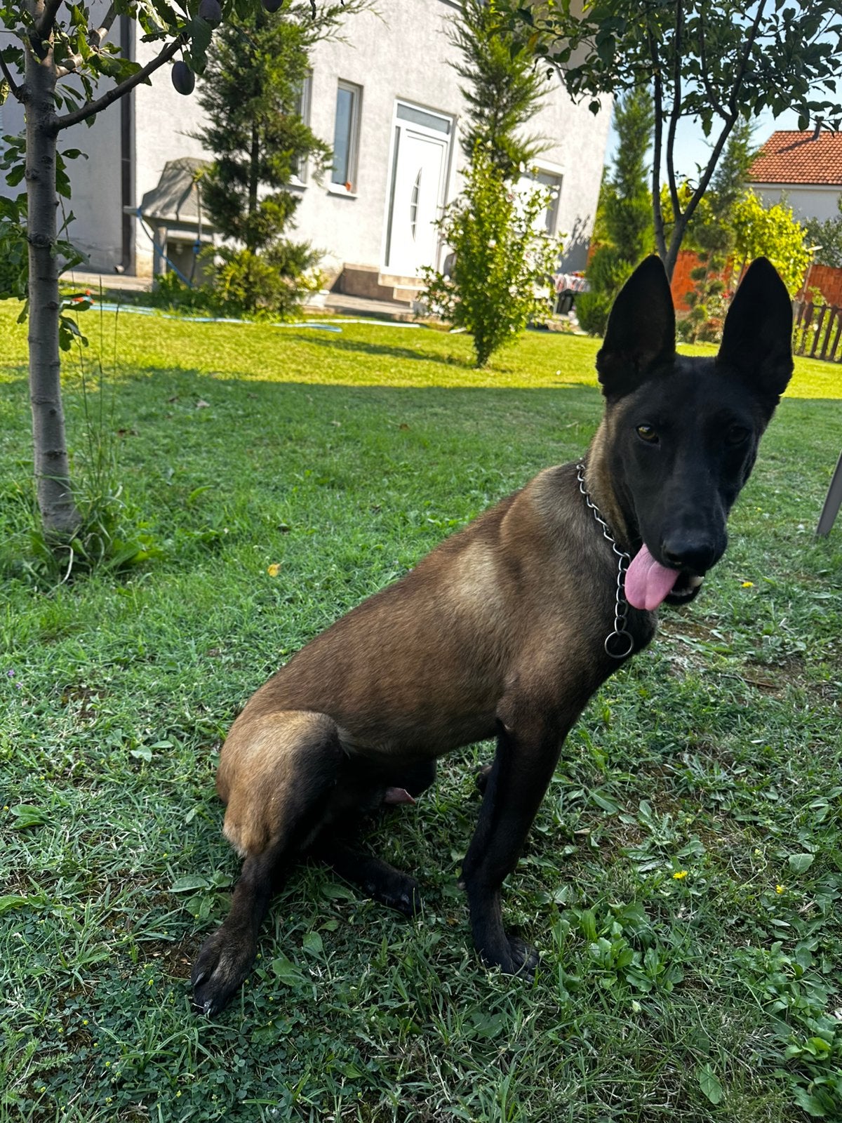 Malinois, Dieren en Toebehoren, Honden | Herdershonden en Veedrijvers, België, Particulier, 15 weken tot 1 jaar, Rabiës
