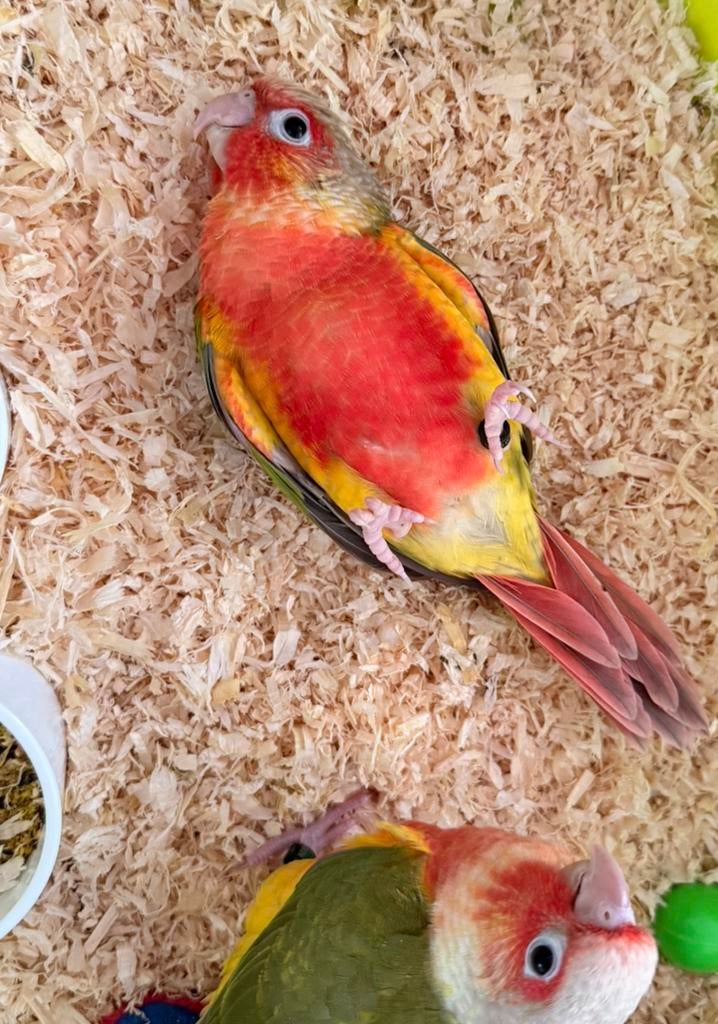 Conures Femelle selection roige, Enlèvement