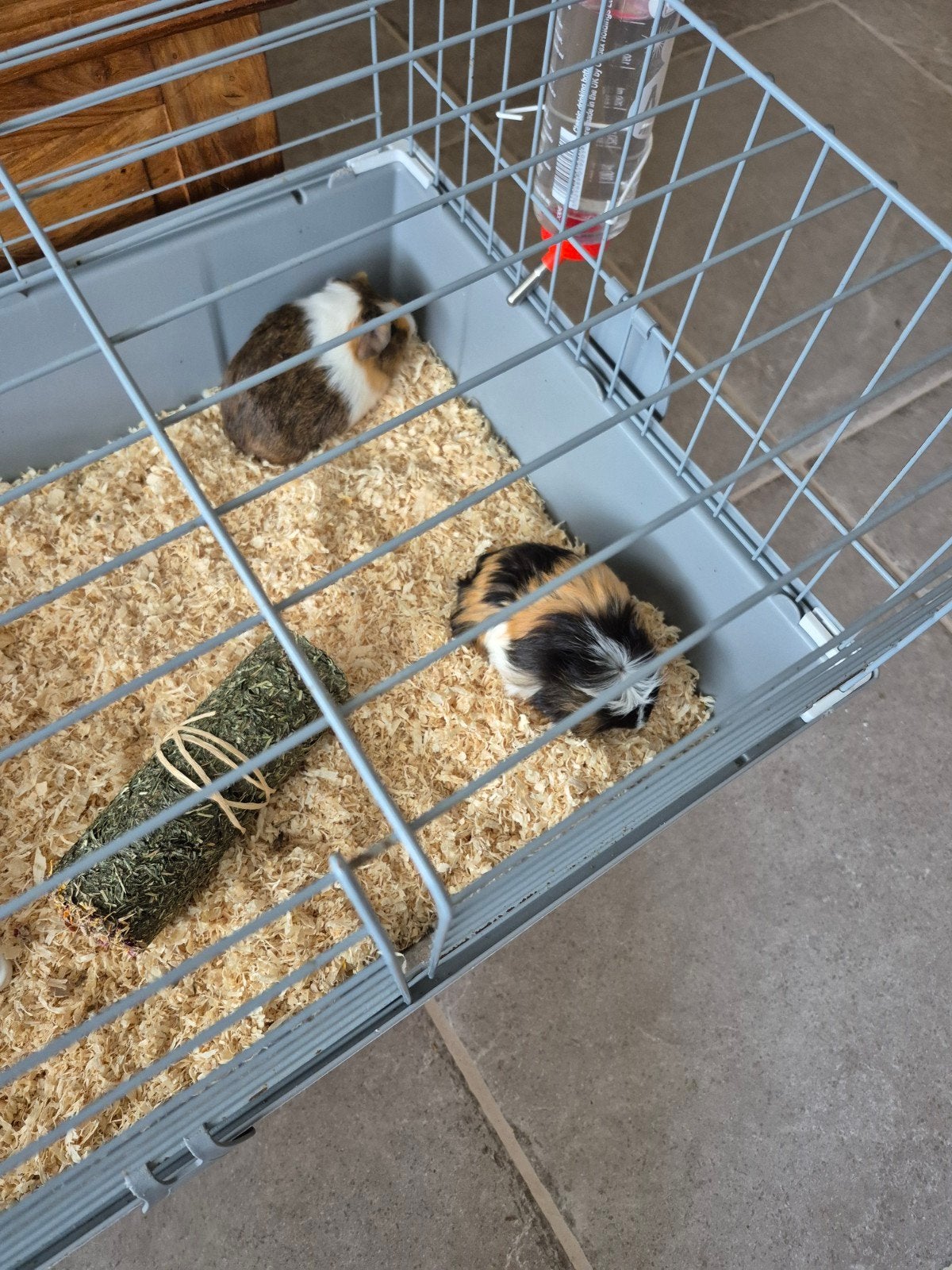 Langharige cavia, Enlèvement