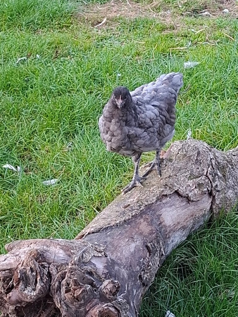 Jersey giant, Animaux & Accessoires, Femelle, Poule ou poulet