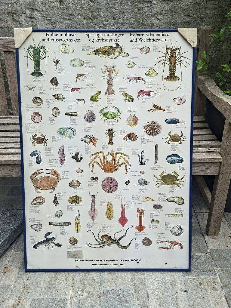 Posters  (3) van vissoorten van verschillende werelddelen, Verzamelen, Posters, Ophalen, Met lijst, Deurposter of groter, Dier of Natuur