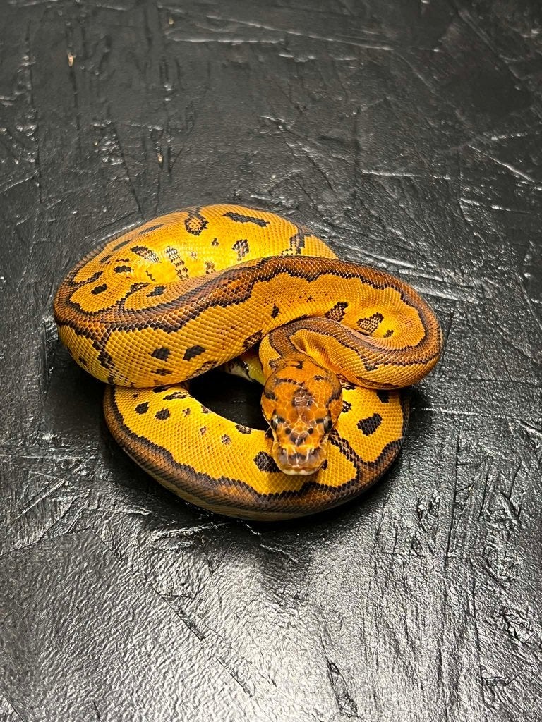 Ball python nakweek 2026 clown en het clown, Dieren en Toebehoren, Reptielen en Amfibieën, Slang, Tam, 0 tot 2 jaar